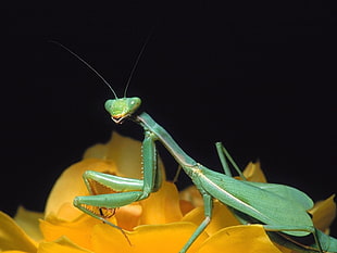 shallow focus photography of green praying mantis